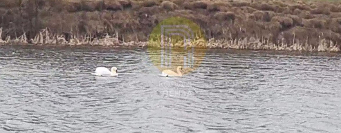 Жители Пензенской области заметили лебедей на прудах Богословки и Засечного