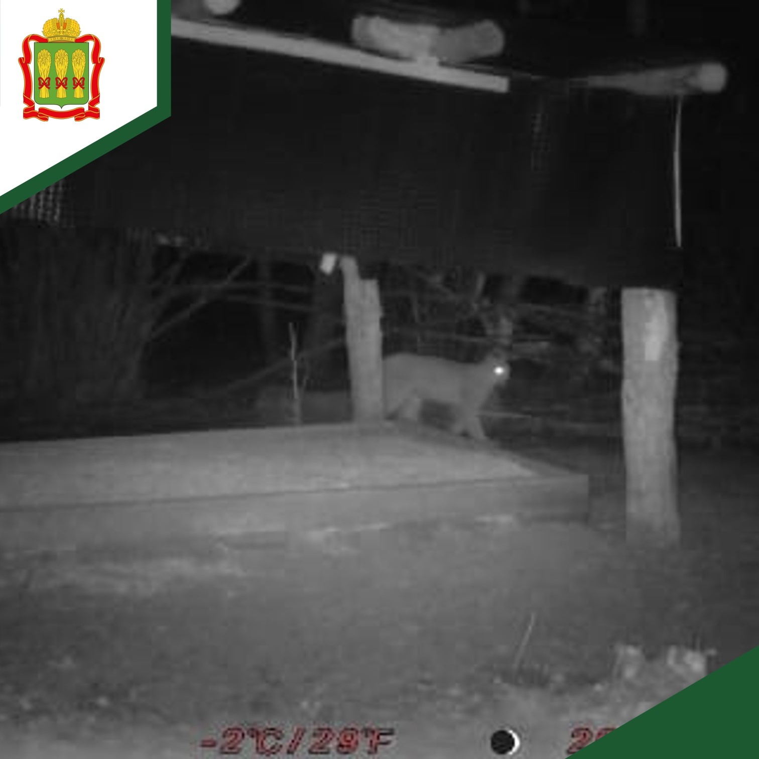 Редкая гостья: рысь попала в объектив фотоловушки в Лунинском районе