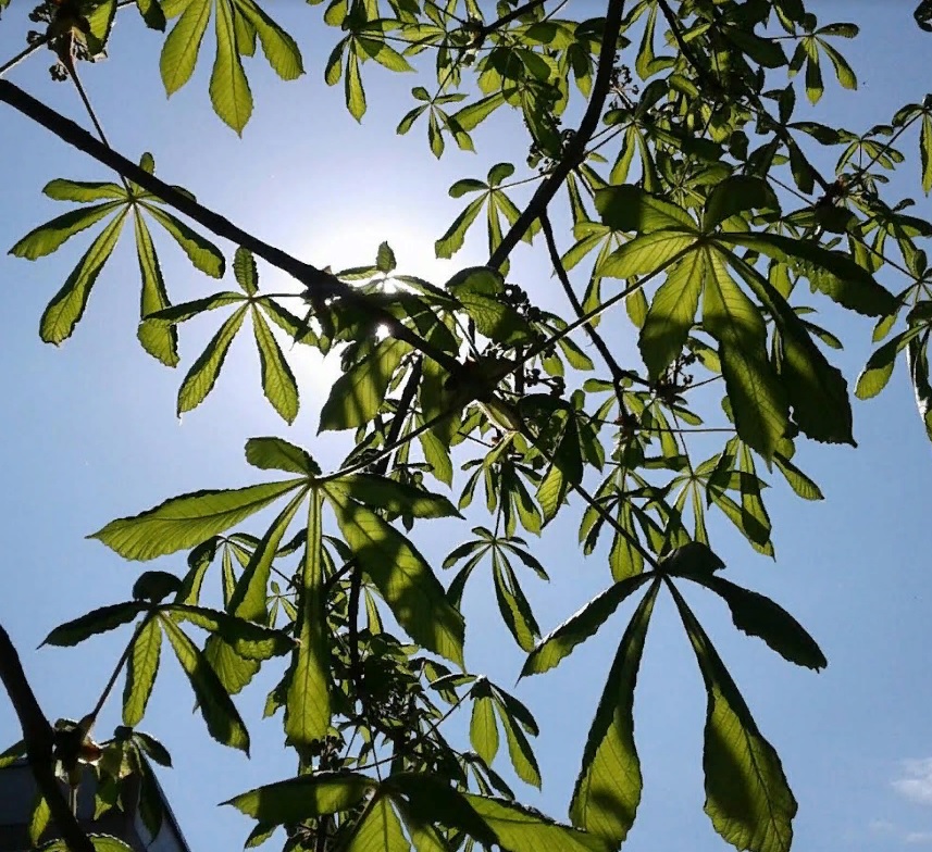 Олег Полумордвинов исследует жизнь насекомых на весенних цветах