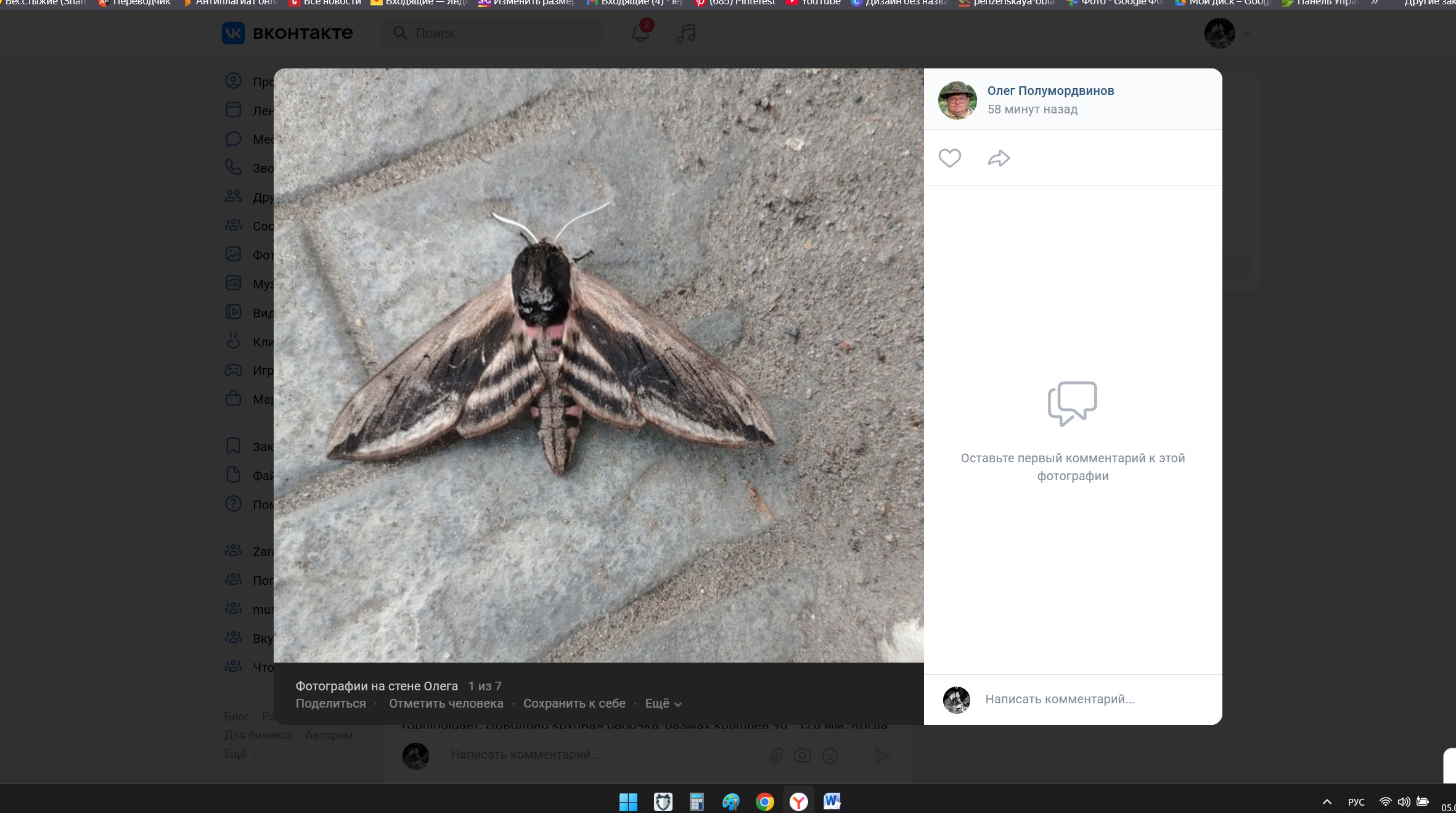 Пензенцев просят беречь ночных красавцев – в городе замечен редкий бражник
