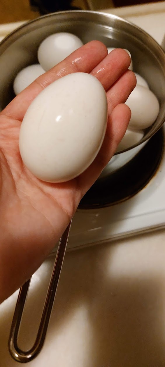 Голубь так не делает: в Пензе нашли загадочное яйцо без гнезда