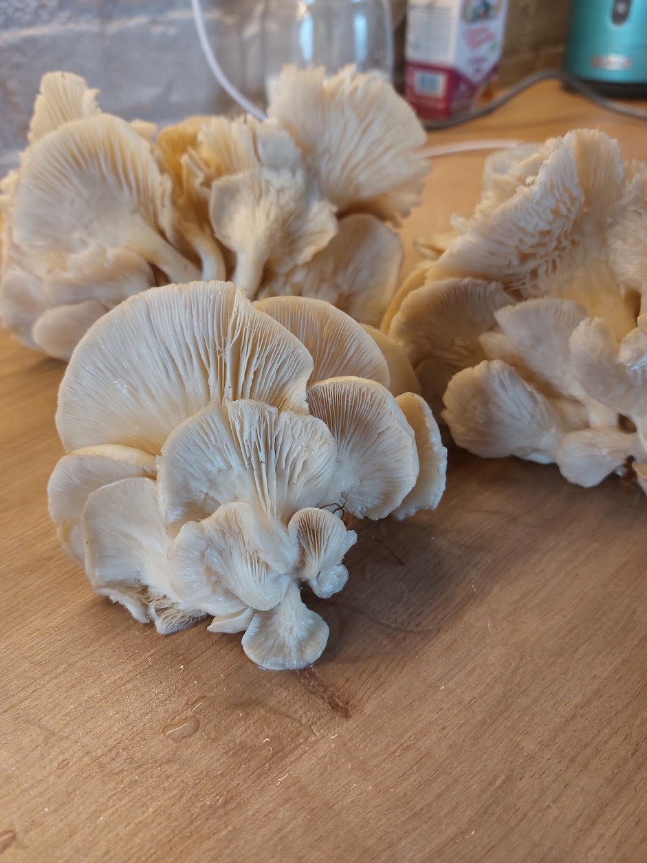 В Волгограде запретили продажу грибных консервов после случая ботулизма