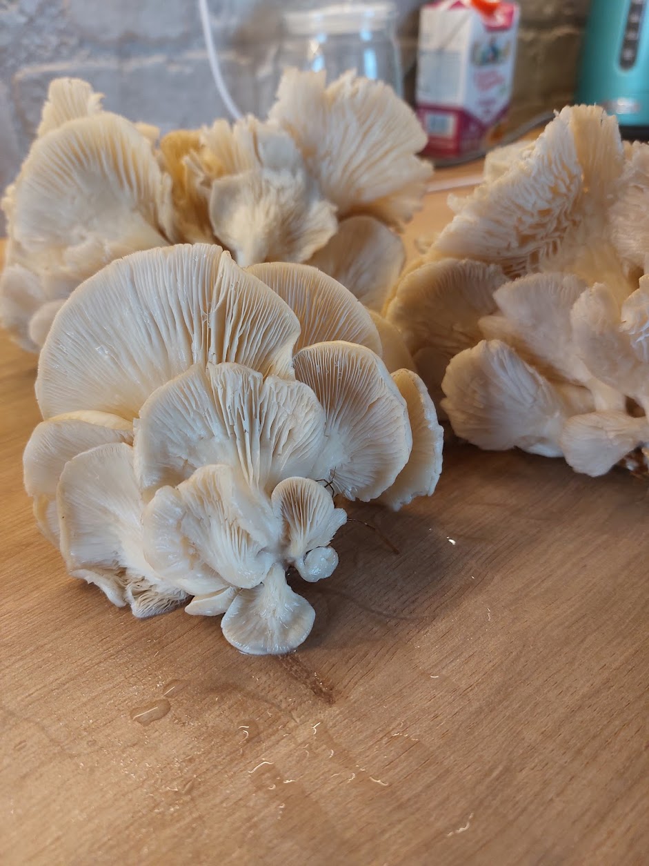 Пензенцам грозят миллионные штрафы и тюрьма за сбор «неправильных» грибов