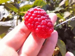 Фрукты и ягоды бьют рекорды подорожания