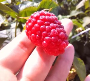 Фрукты и ягоды бьют рекорды подорожания