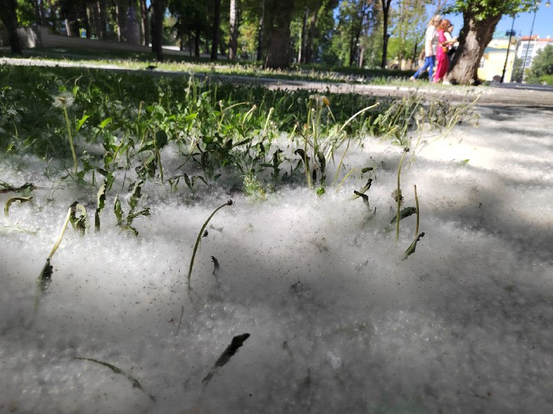 В Пензе невозможен массовый спил тополей