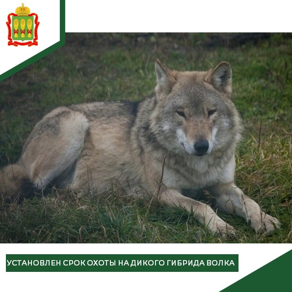 Опасные мутанты: в Пензенской области разрешили отстрел бесстрашных волков