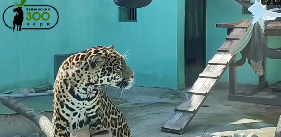 Пензенский ягуар Азар отправился в Нижний Новгород на поиски семейного счастья