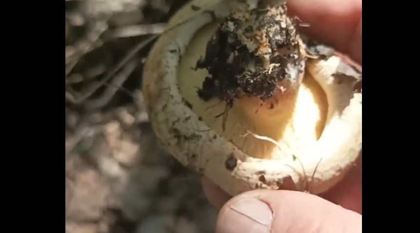 В пензенских лесах появились первые летние грибы, но собирать их опасно