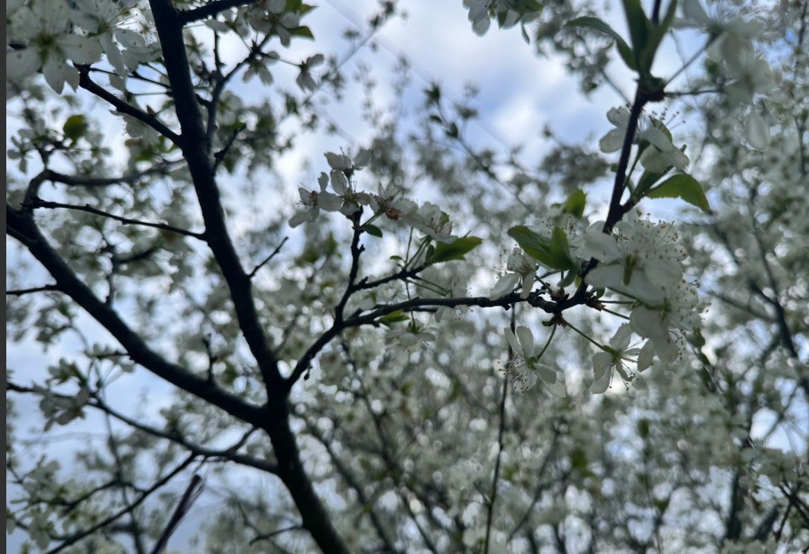 В Сосновоборском районе состоится лесной фестиваль для студентов