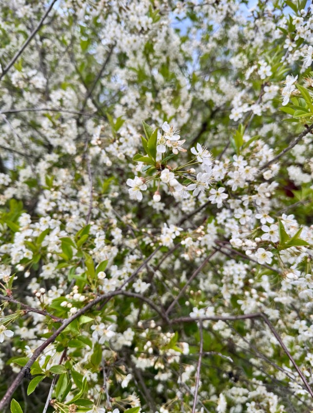 МЧС: в Пензенской области из-за жары ожидается 4 класс пожарной опасности