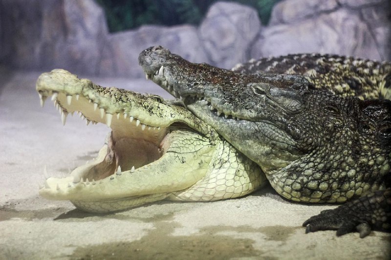 Пензенцы застали крокодилов-гигантов за теплыми обнимашками