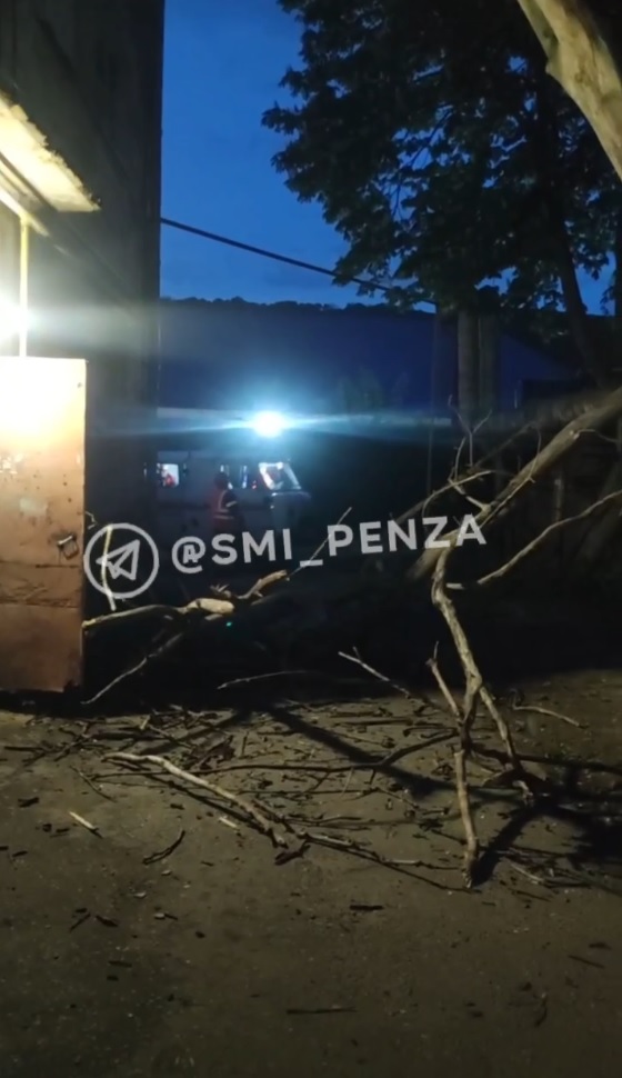 Чудом без жертв: упавшее дерево повредило авто на улице Революционной в Пензе