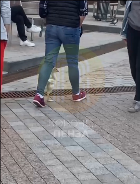 Гусь-гулена: пернатый гость прогулялся по Московской улице в Пензе