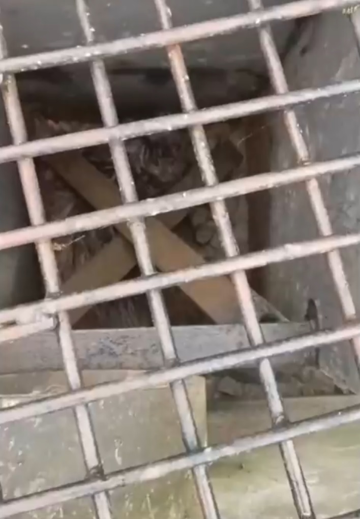 Двух бобров спасли из ловушки под мостом в Калужской области