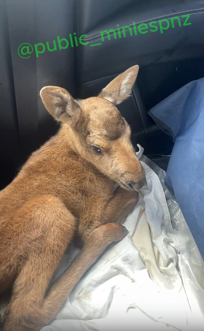 Лосенка спасли, но скоро начнут охоту: что происходит в лесах Пензенской области