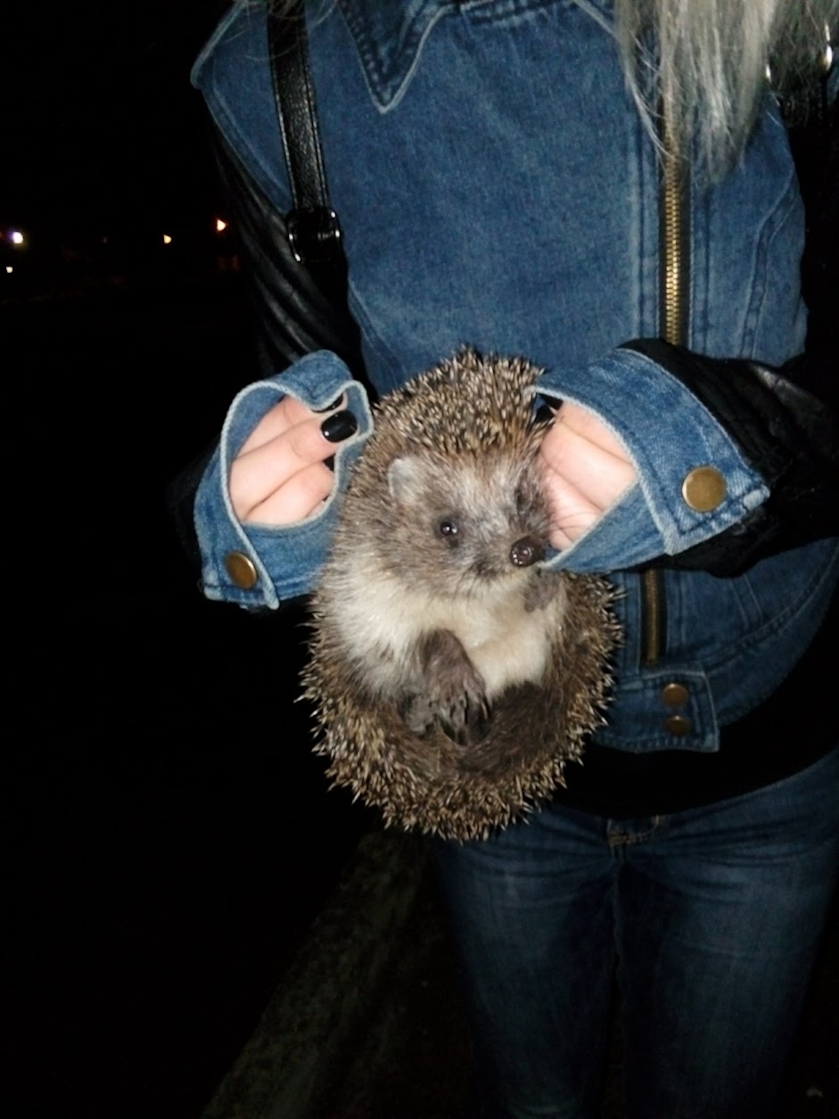 Бешеные ежи начали нападать: что делать пензенцам в случае укуса