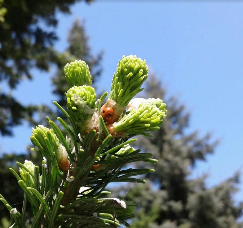 Редкое открытие: новое гнездовье филинов обнаружено в Пензенской области