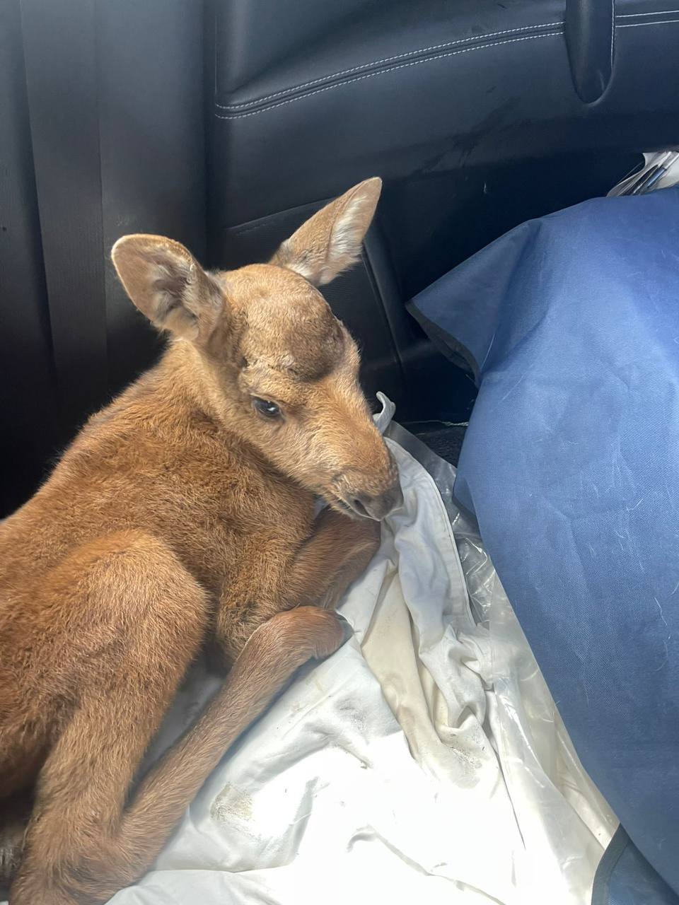 Олег Мельниченко рассказал о спасенном лосенке-сироте