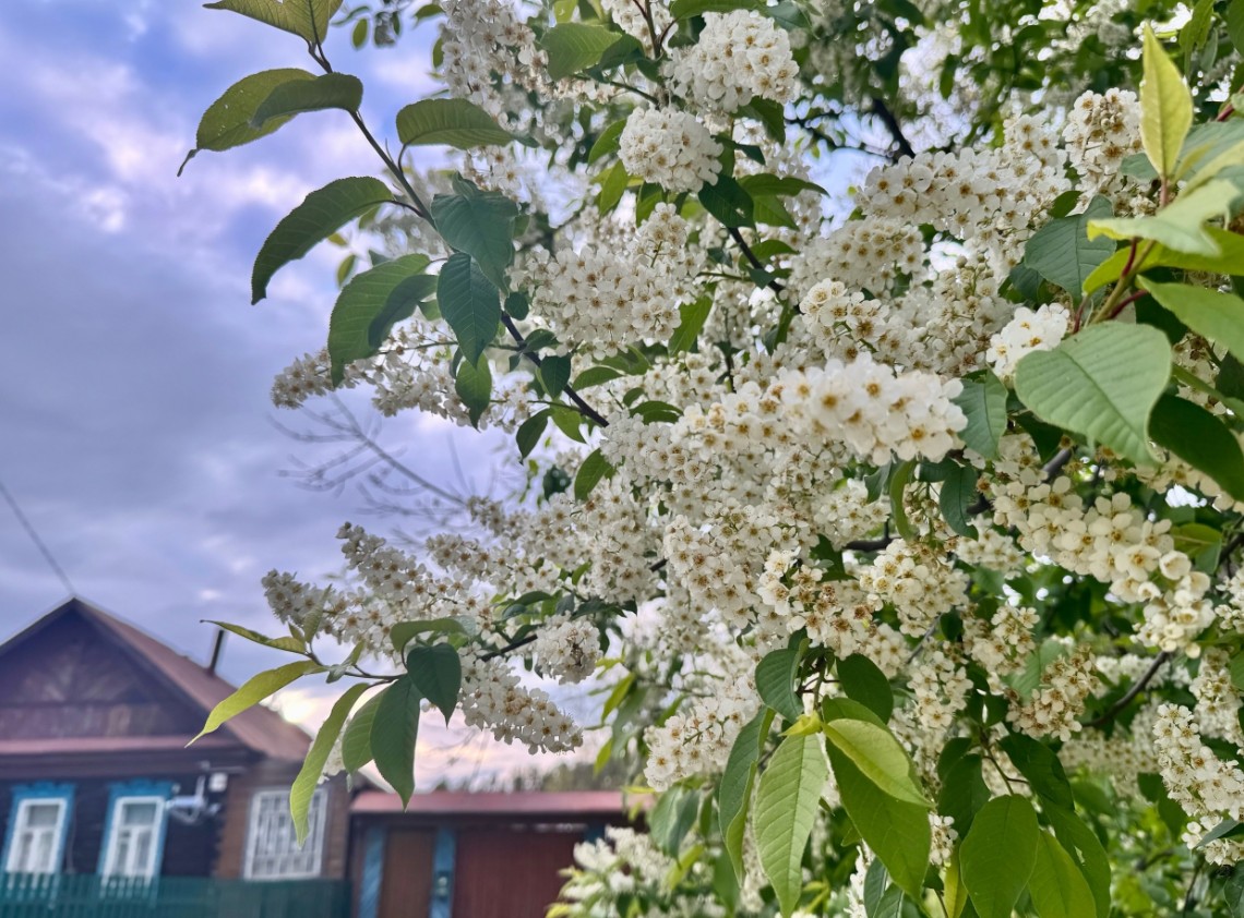 Теплый, но дождливый июнь прогнозируют в Пензе