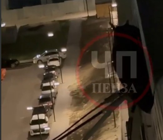 Сычи облюбовали дом на улице Натальи Лавровой в Пензе