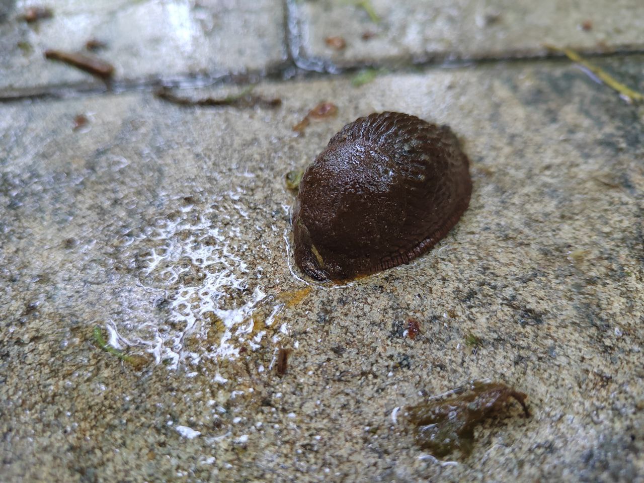 Необычных моллюсков заметили после дождя в Пензе