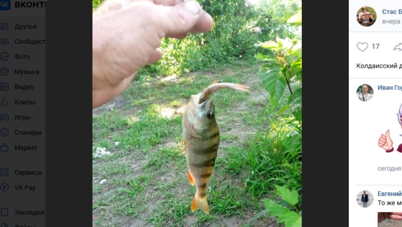 Пензенские рыбаки хвастаются двухвостыми окунями