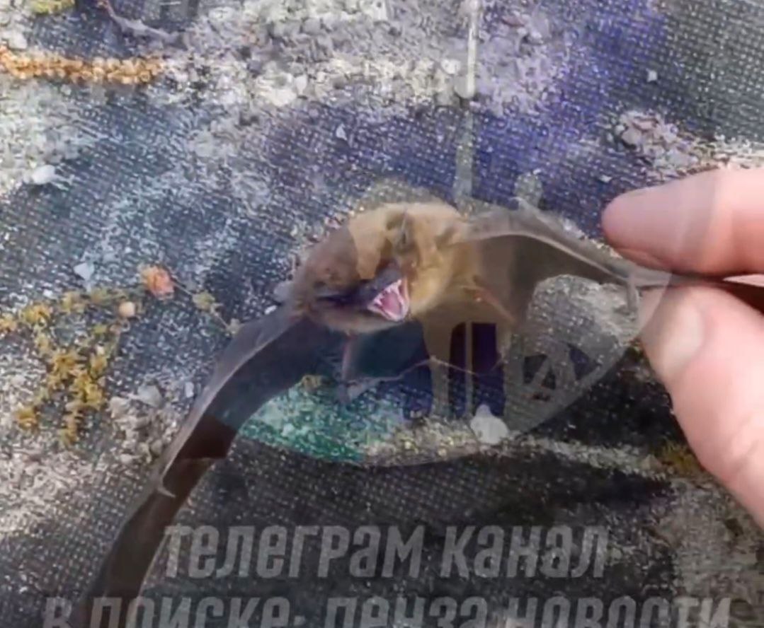 Пензенцы боятся заразиться от умирающих летучих мышей на Западной поляне