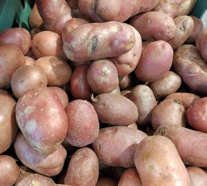 Почему картофель стал золотым: причины роста цен и прогнозы