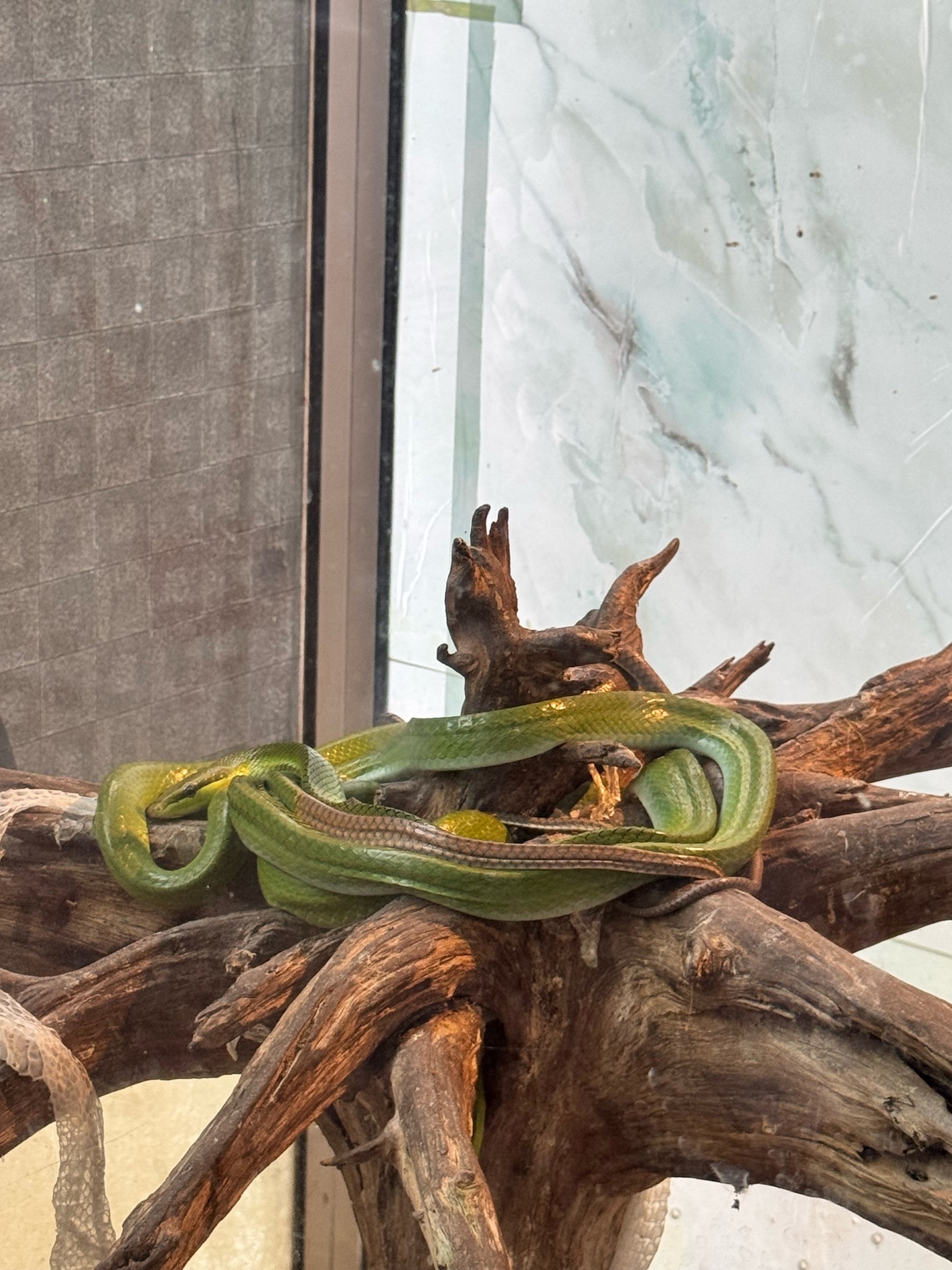 Пензенцам запретят содержать дома тигров, питонов и черепах