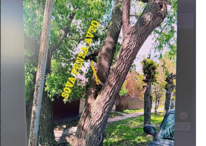 Висит на дереве: пензенцы рассказали о «путешествиях» желтых электросамокатов