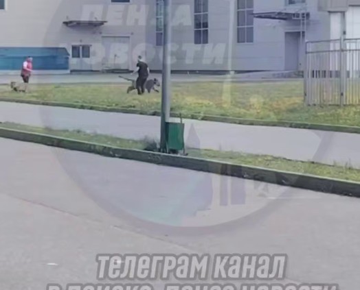 В Пензе выгуливали тигров, как домашних животных