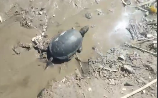 Сразу двух черепах заметили пензенцы в городских водоемах