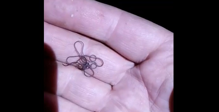 Пензенский рыбак поймал лещей и «конский волос»