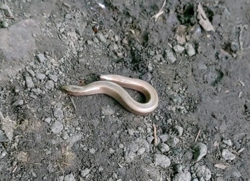 Пензенцы обнаружили безногую ящерицу, греющуюся на солнце в лесу