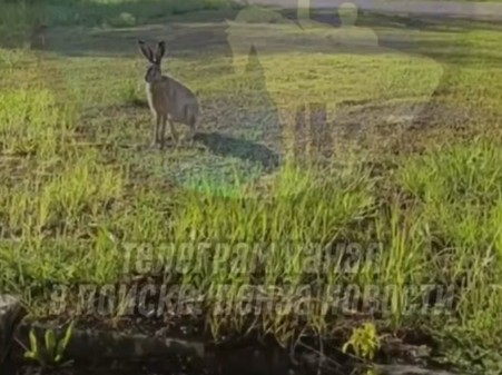 Заяц разгуливает по улицам Южной Поляны в Пензе