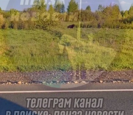 Медведь в Бессоновском районе напугал рыбака и попал на видео