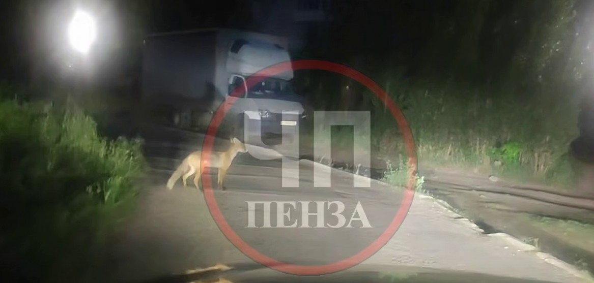 Лиса прогуливалась по улицам Заречного и попала на видео