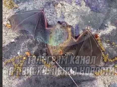 Пензенцы встретили летучих мышей на Западной Поляне