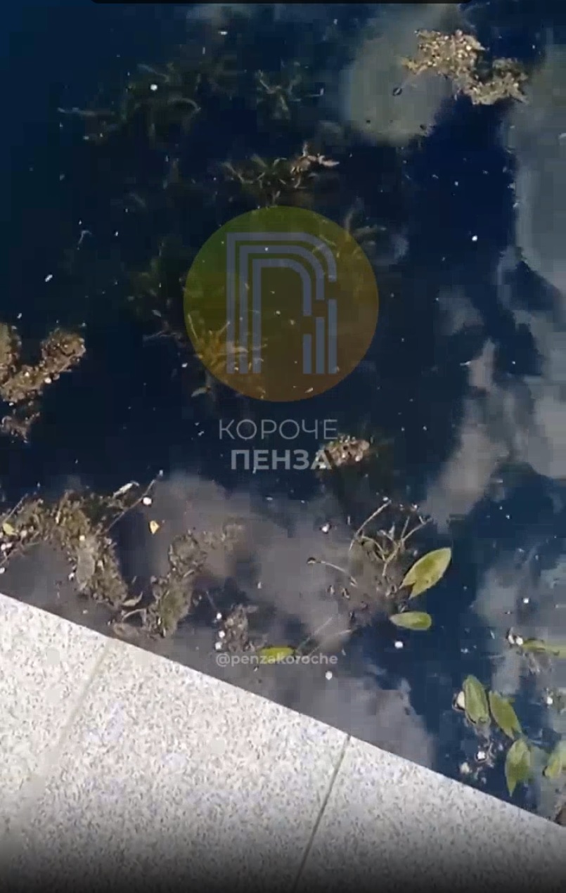 «Вонь до рвоты»: пензенцы жалуются на запах с реки Суры и не только