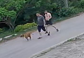 В Пензе ищут хозяев бойцовой собаки, вырвавшей 3-летнего ребенка из рук матери