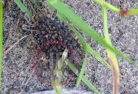 Кошмар арахнофоба: пензенцев напугал паук с ползущей по спине «живой шубой»