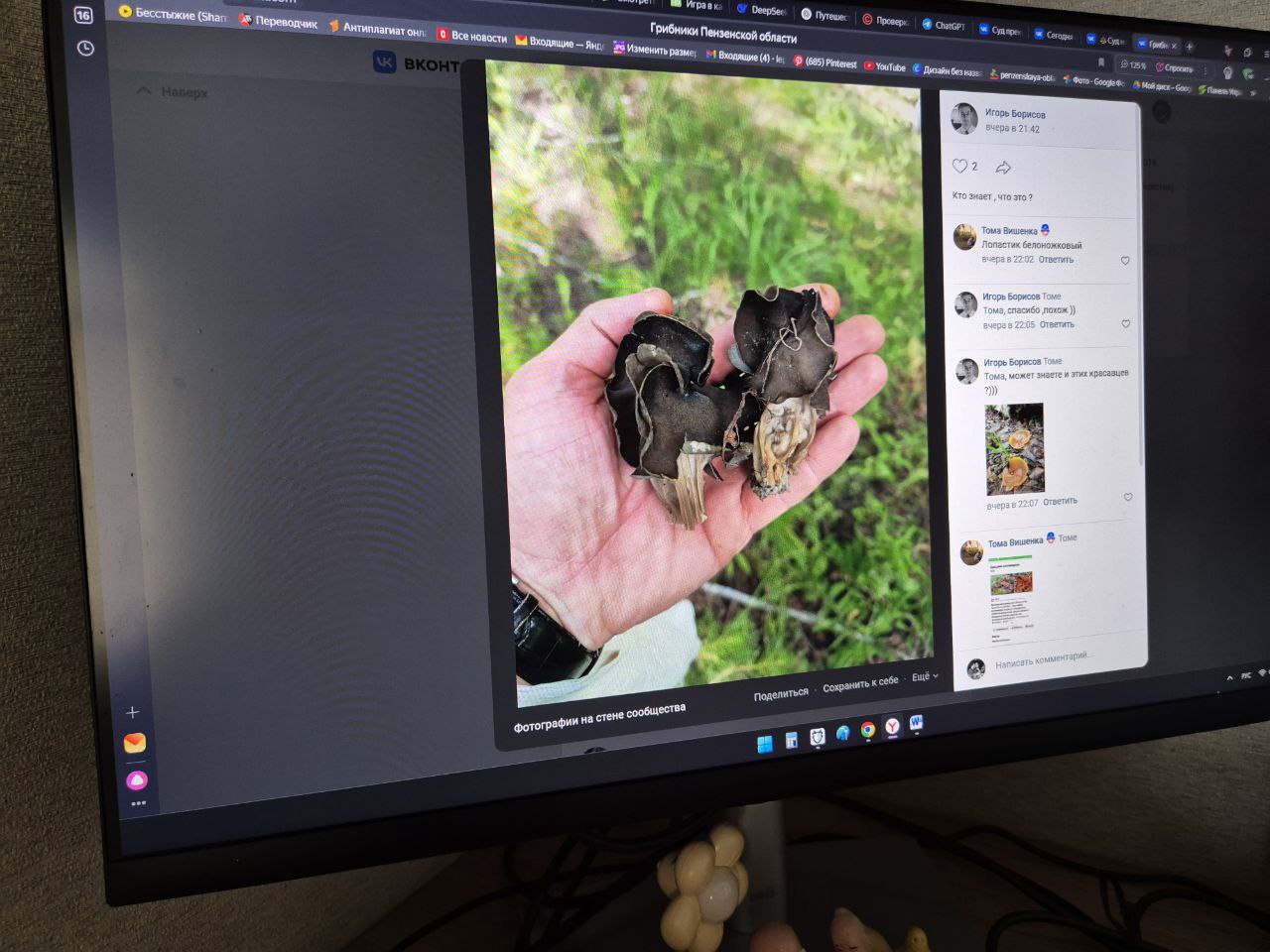 «Можно ли есть?»: в пензенских лесах обнаружили редкий гриб с волнистой шляпкой