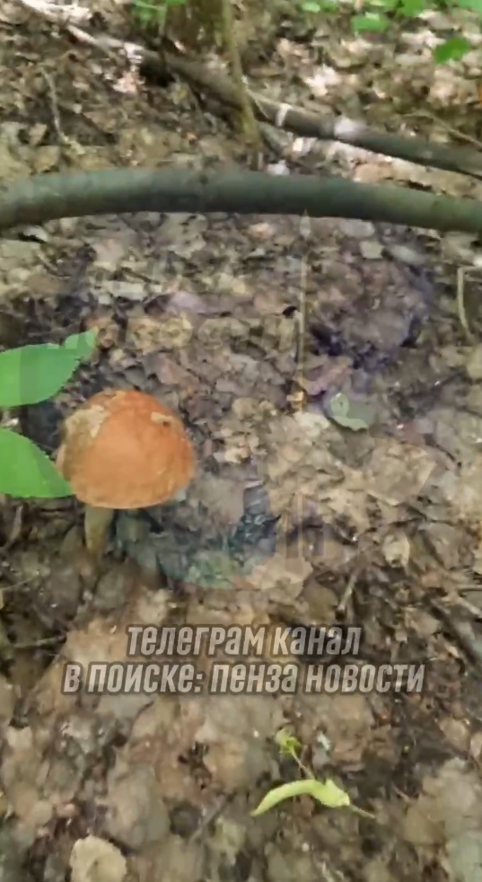 Урожай на Олимпийской аллее: пензенцу пришлось складывать грибы в зонт