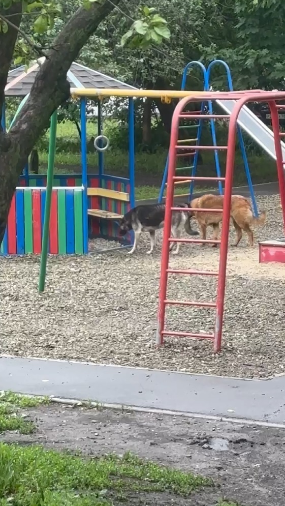 Приду с битой: после нападения на женщину пензенцы хотят поквитаться с собаками