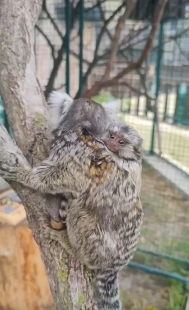 В зоопарке Пензы пополнение: у маленьких игрунок родился малыш