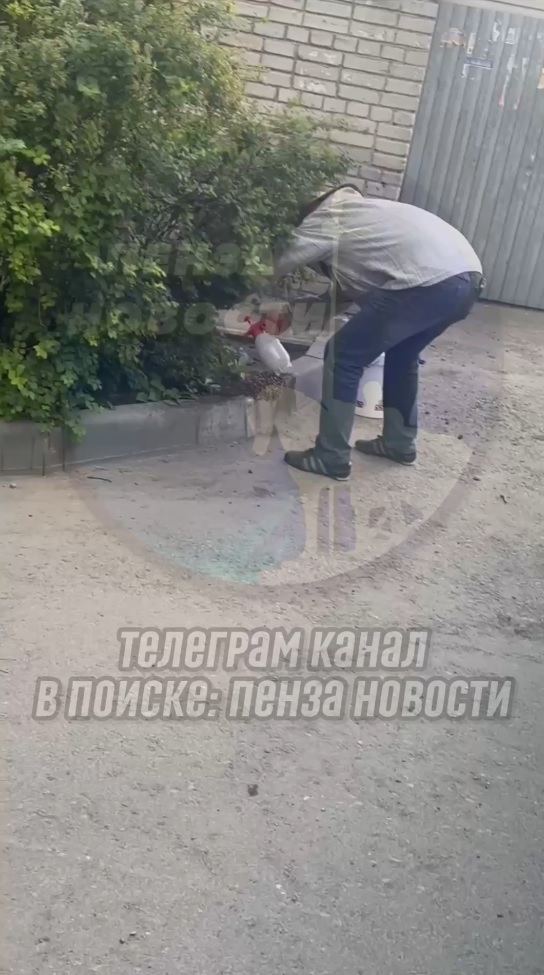 Сотни пчел в Арбеково: в Пензе во двор дома прилетел целый рой