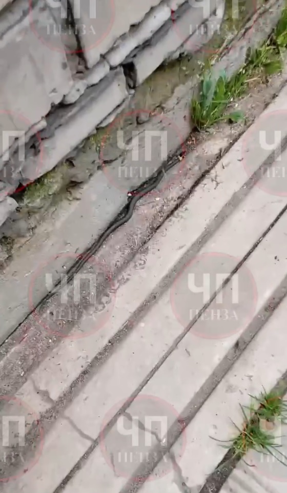 В центре Пензы заметили черную змею с «воротничком»: стоит ли бояться