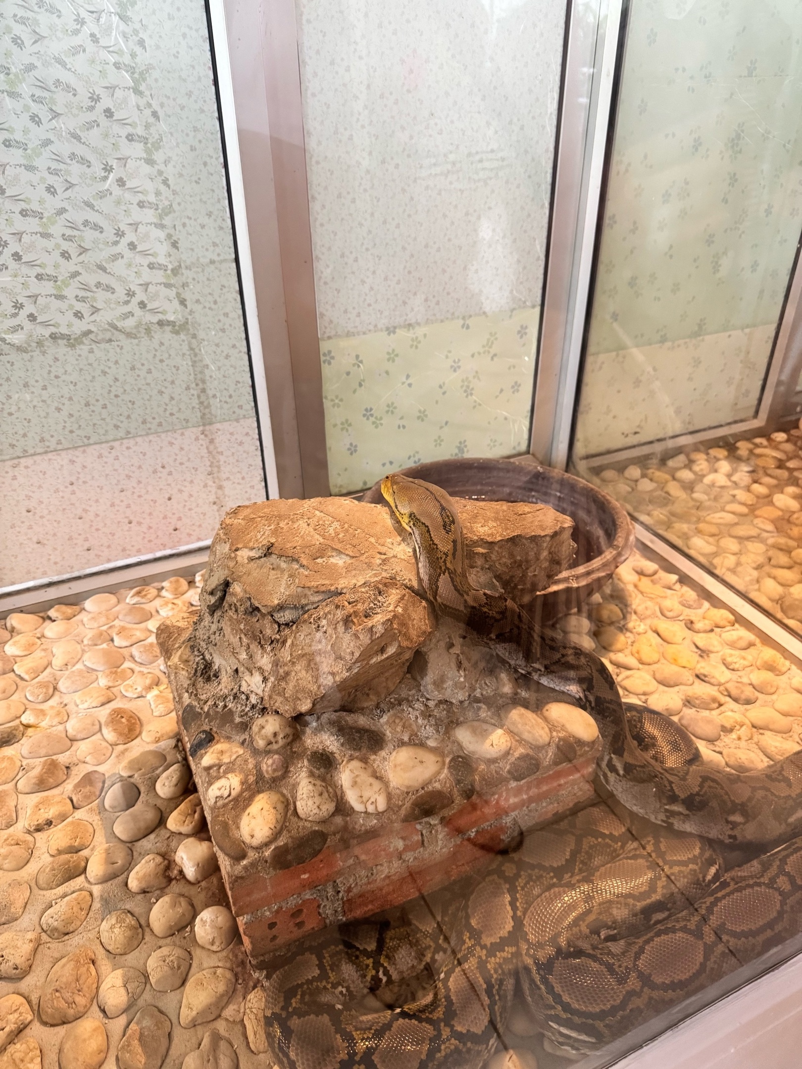 Ползучий ужас: туристы на Кубе боятся выходить из номеров из-за нашествия удавов