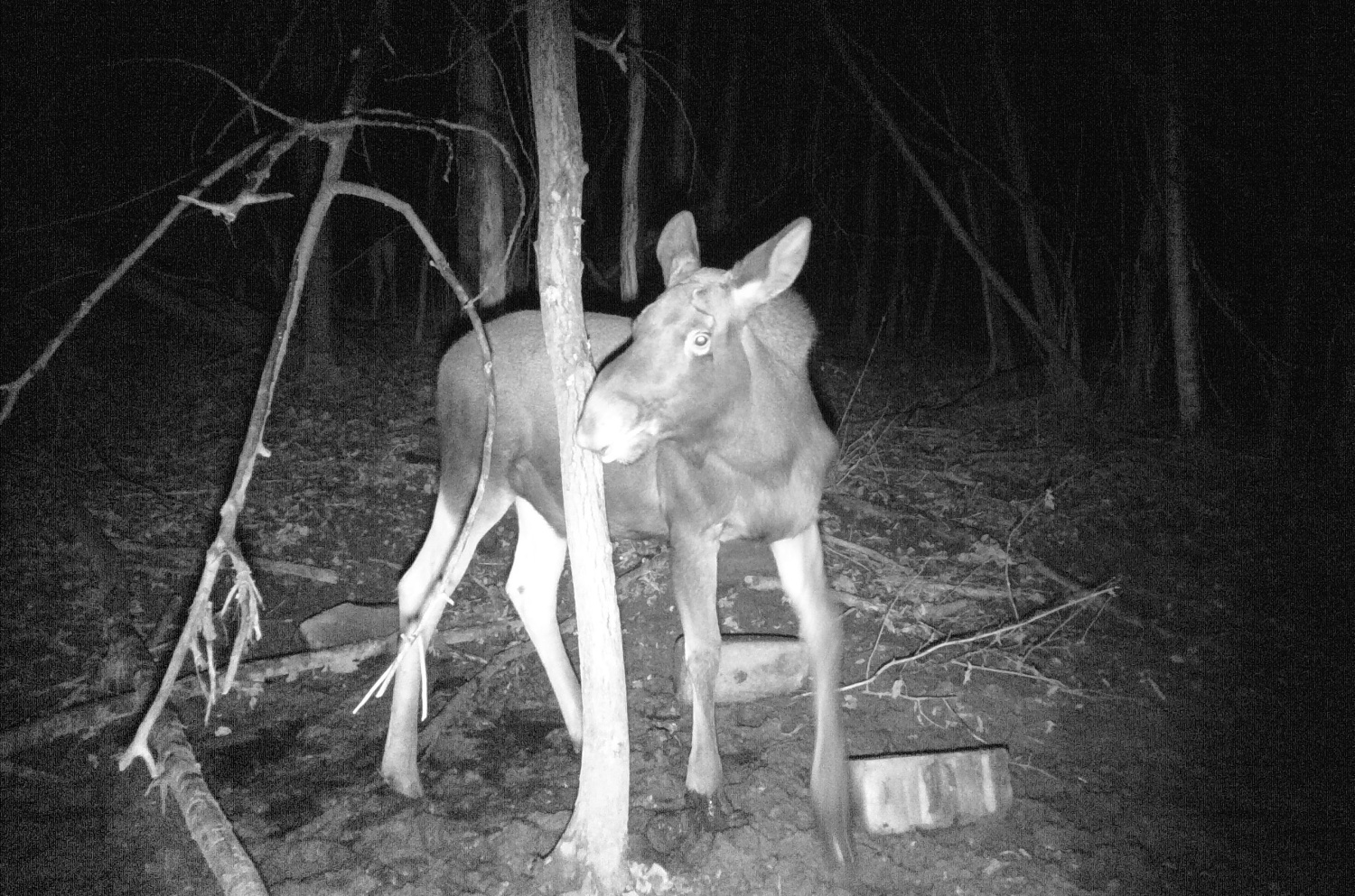 Браконьер застрелил лося в Нижнеломовском районе: ущерб 240 тысяч рублей